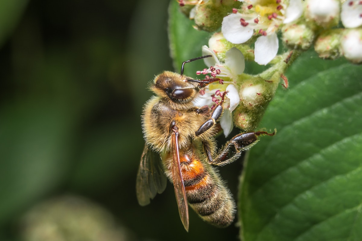 Szorgos méh. Propolisz - Természetes segítség a sebgyógyításban